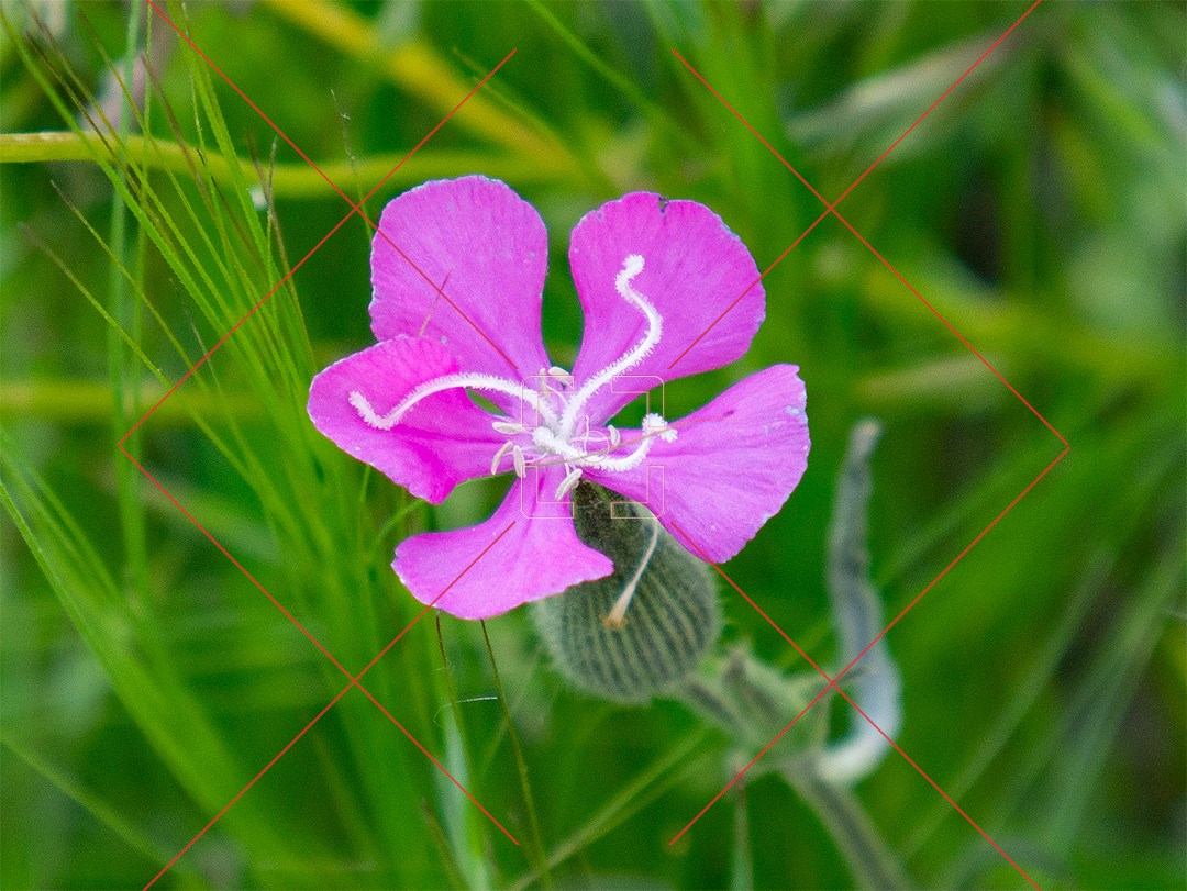 گل‌های بهاری کوهستان